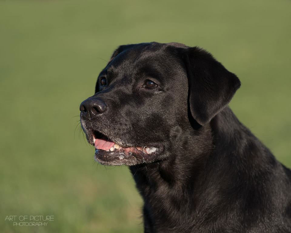 Sir Nero of Erka Castle