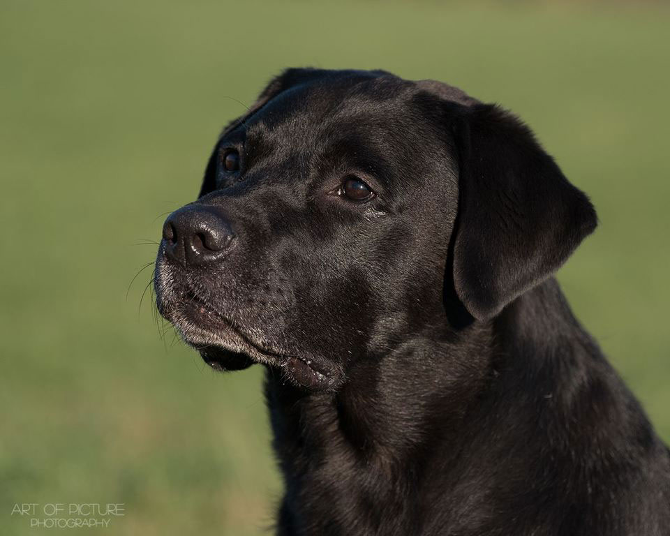 Sir Nero of Erka Castle