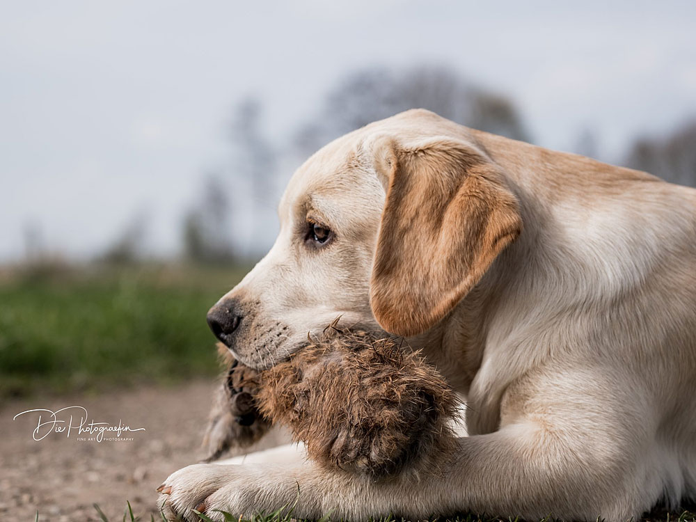 Anuedis Man On The Moon