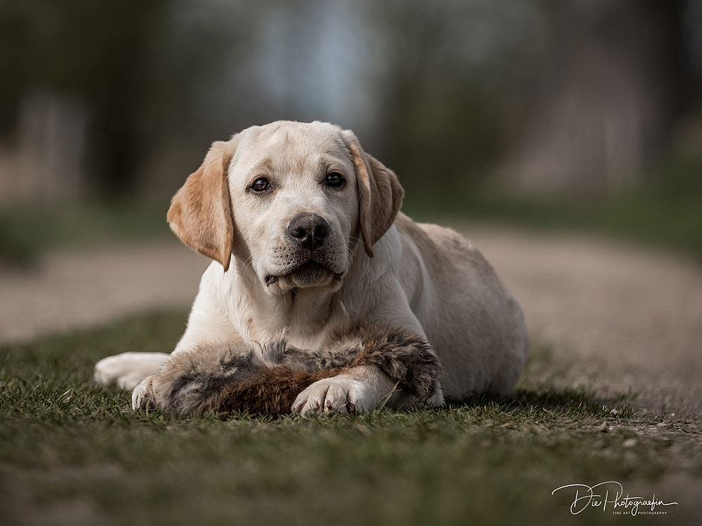 Anuedis Man On The Moon