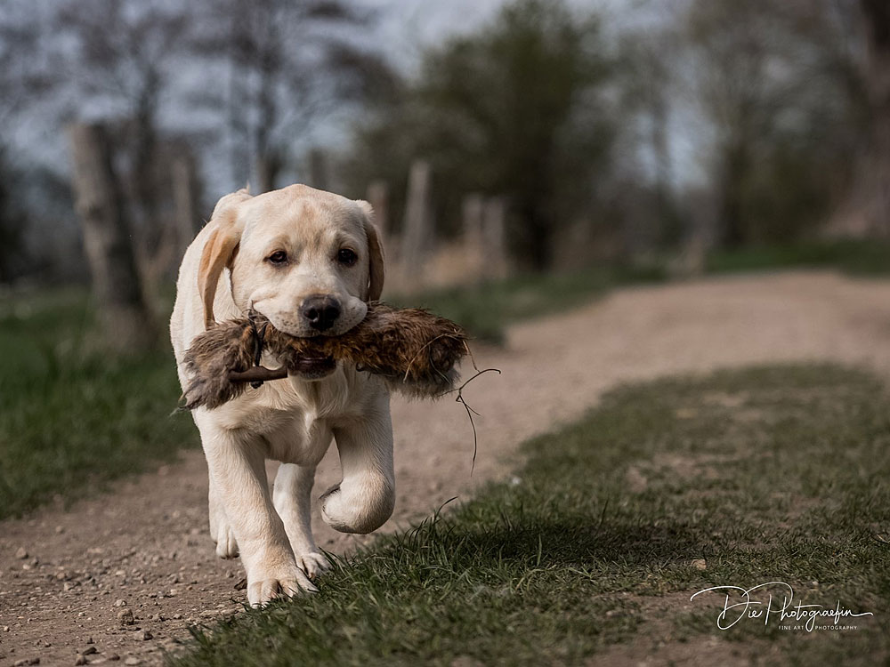Anuedis Man On The Moon