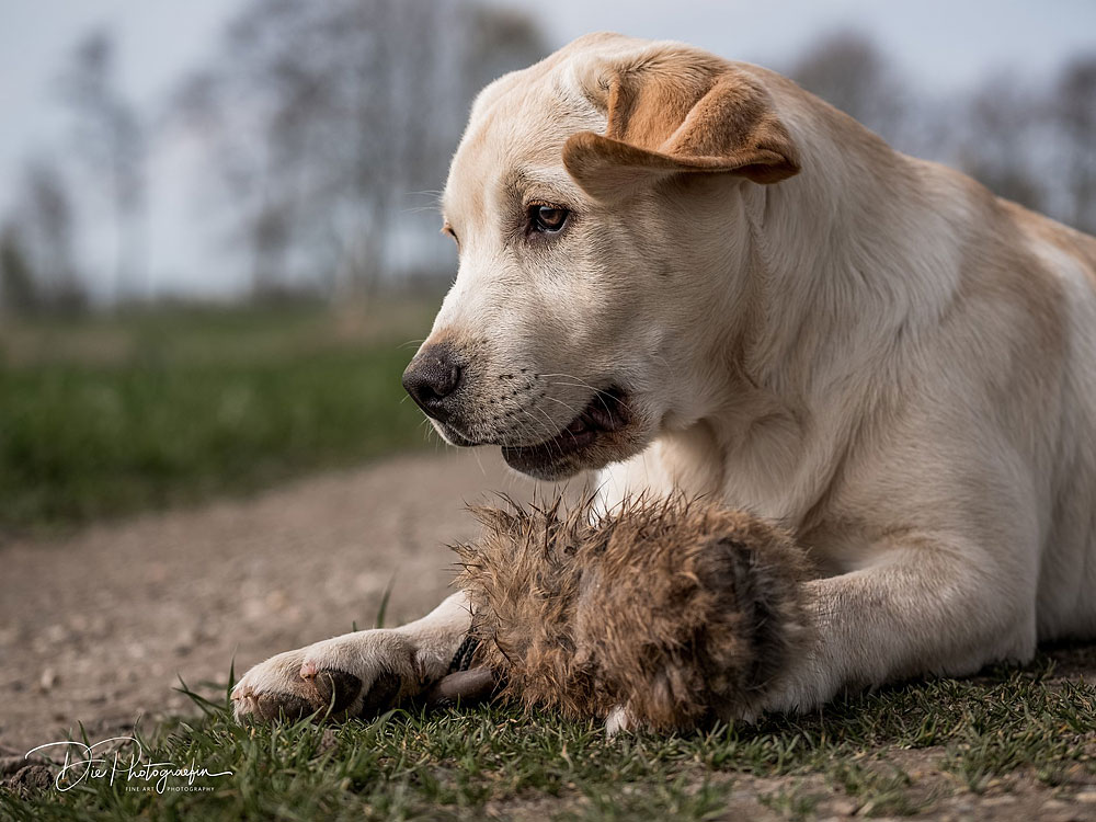 Anuedis Man On The Moon