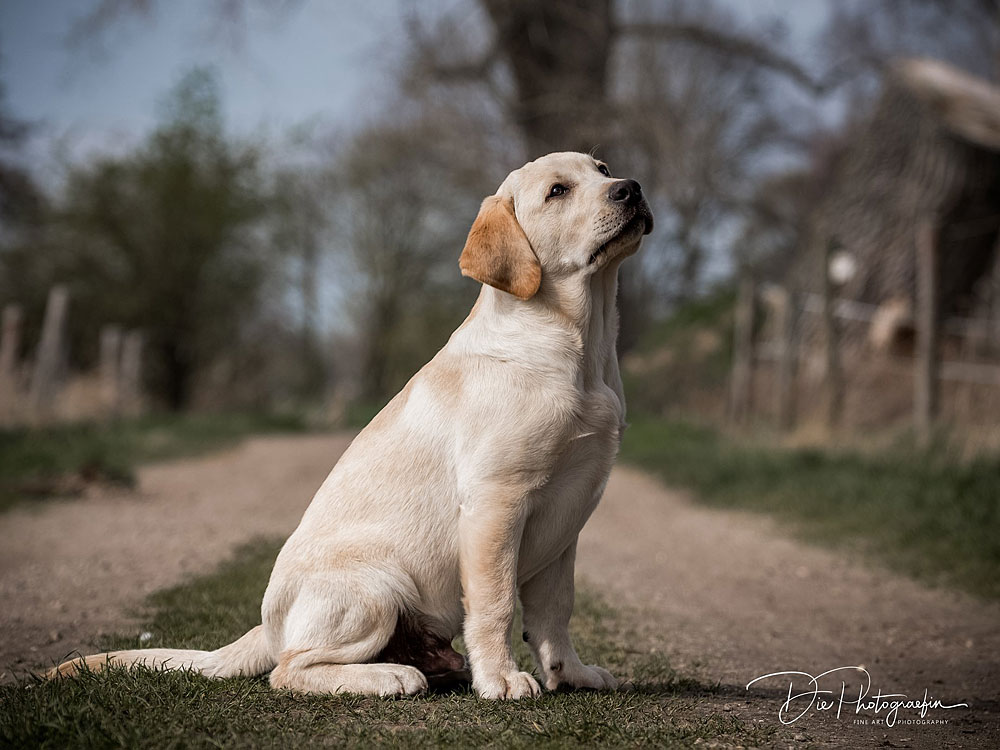 Anuedis Man On The Moon