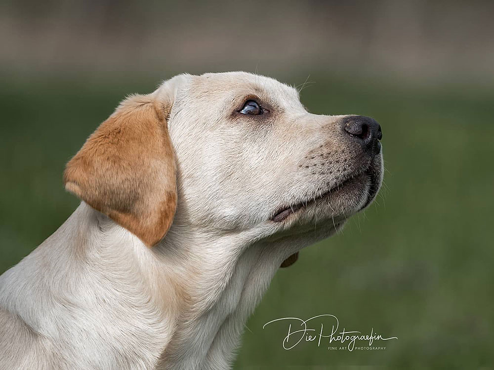 Anuedis Man On The Moon