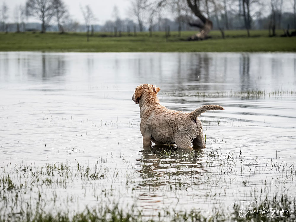 Anuedis Man On The Moon