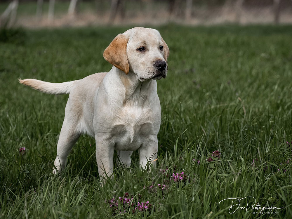 Anuedis Man On The Moon