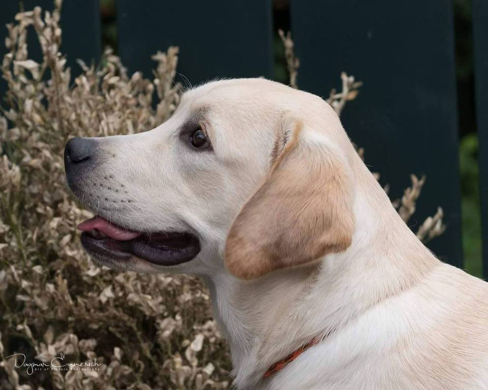 Tico001 Tico - Atticus for Loch Mor