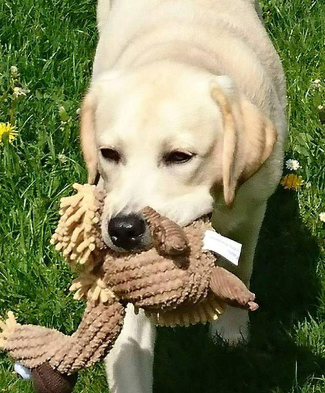 Tico002 Tico - Atticus for Loch Mor