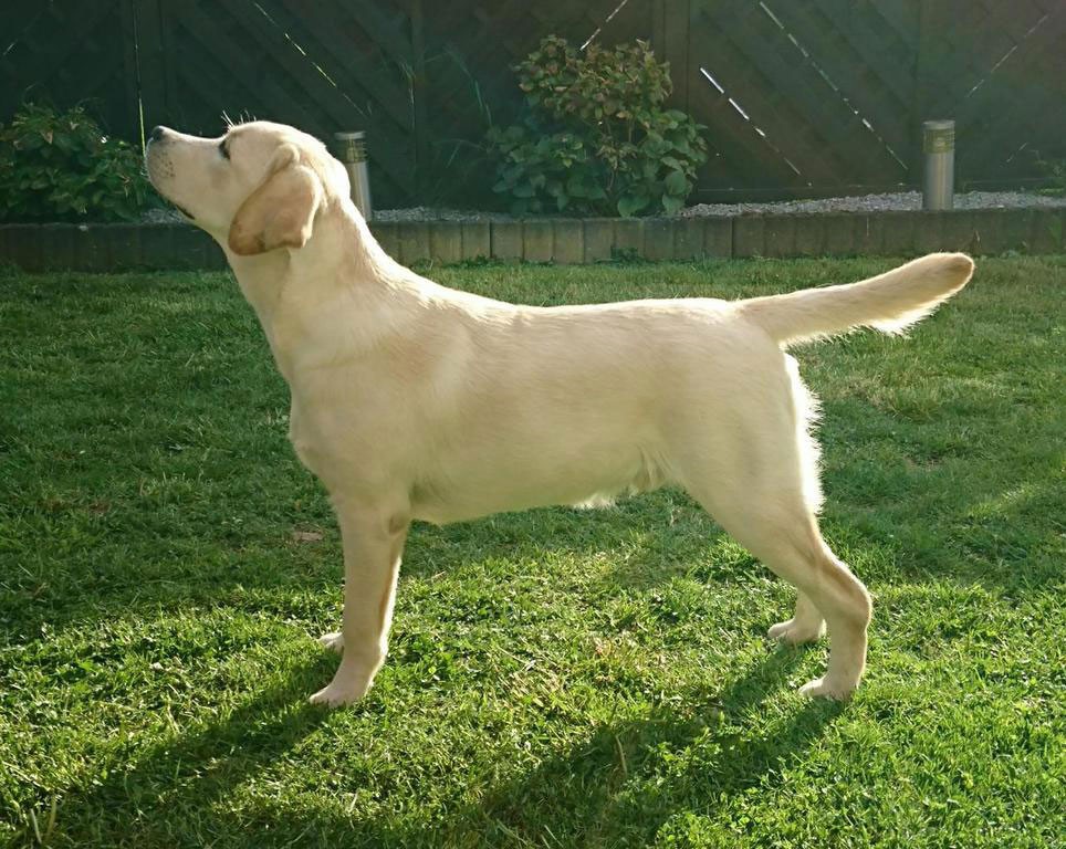 Tico003 Tico - Atticus for Loch Mor