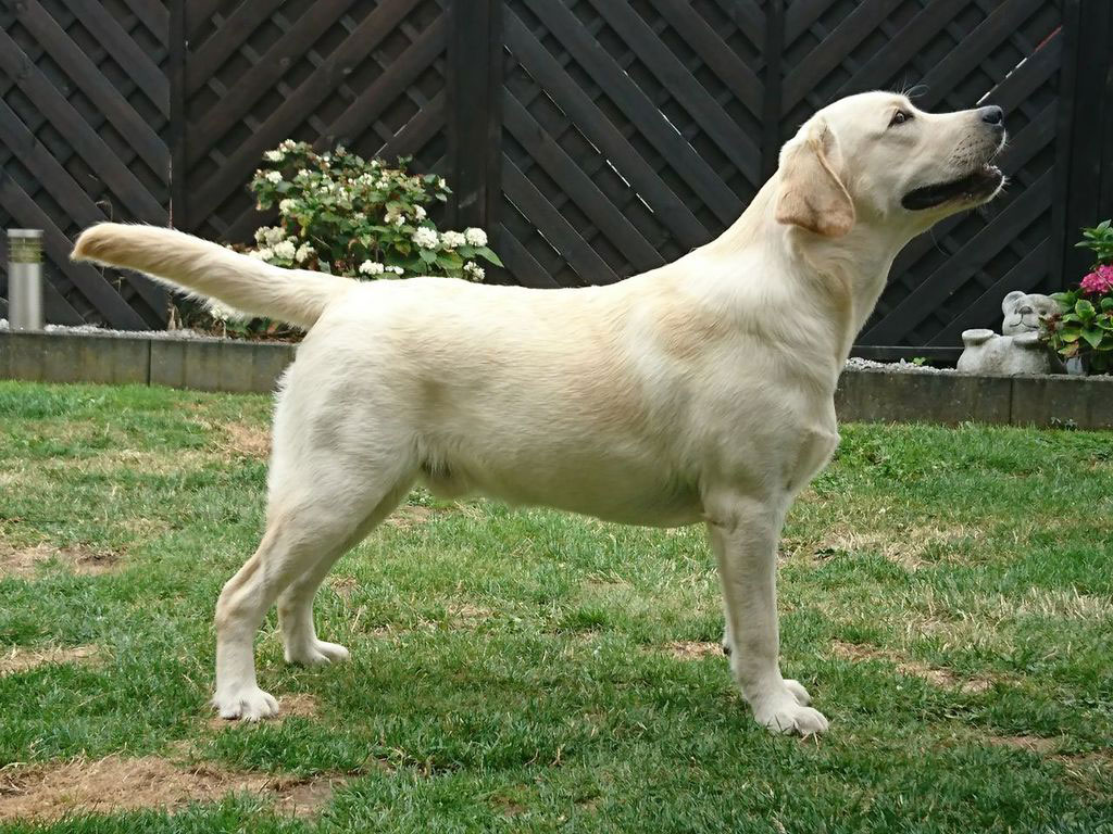 Tico004 Tico - Atticus for Loch Mor