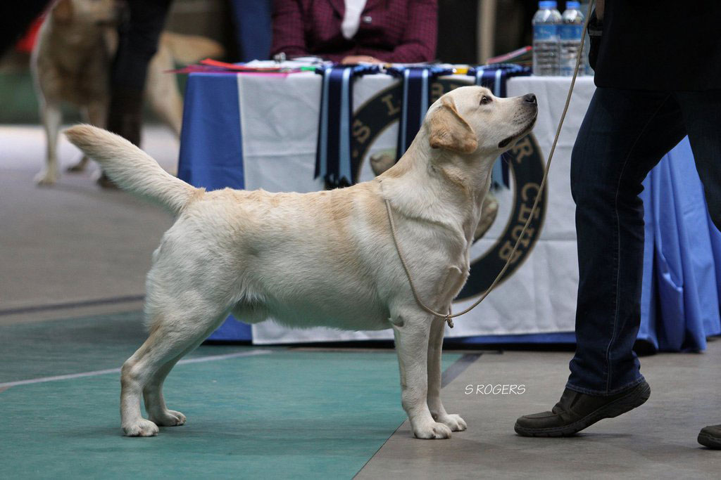 Tico006 Tico - Atticus for Loch Mor