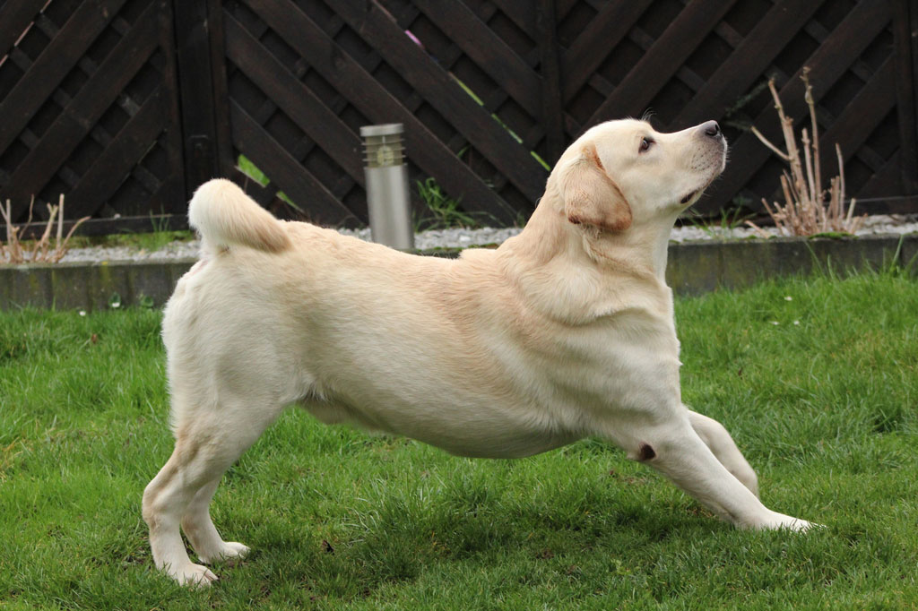 Tico007 Tico - Atticus for Loch Mor