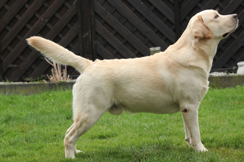 Tico008 Tico - Atticus for Loch Mor