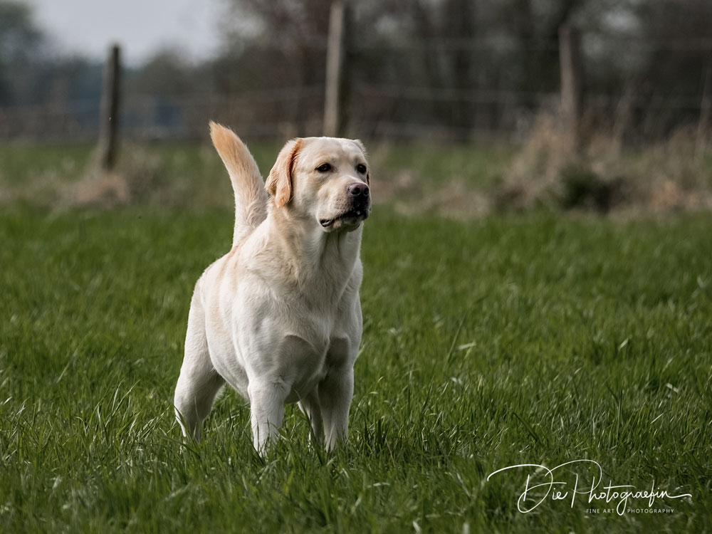 Tico010 Tico - Atticus for Loch Mor