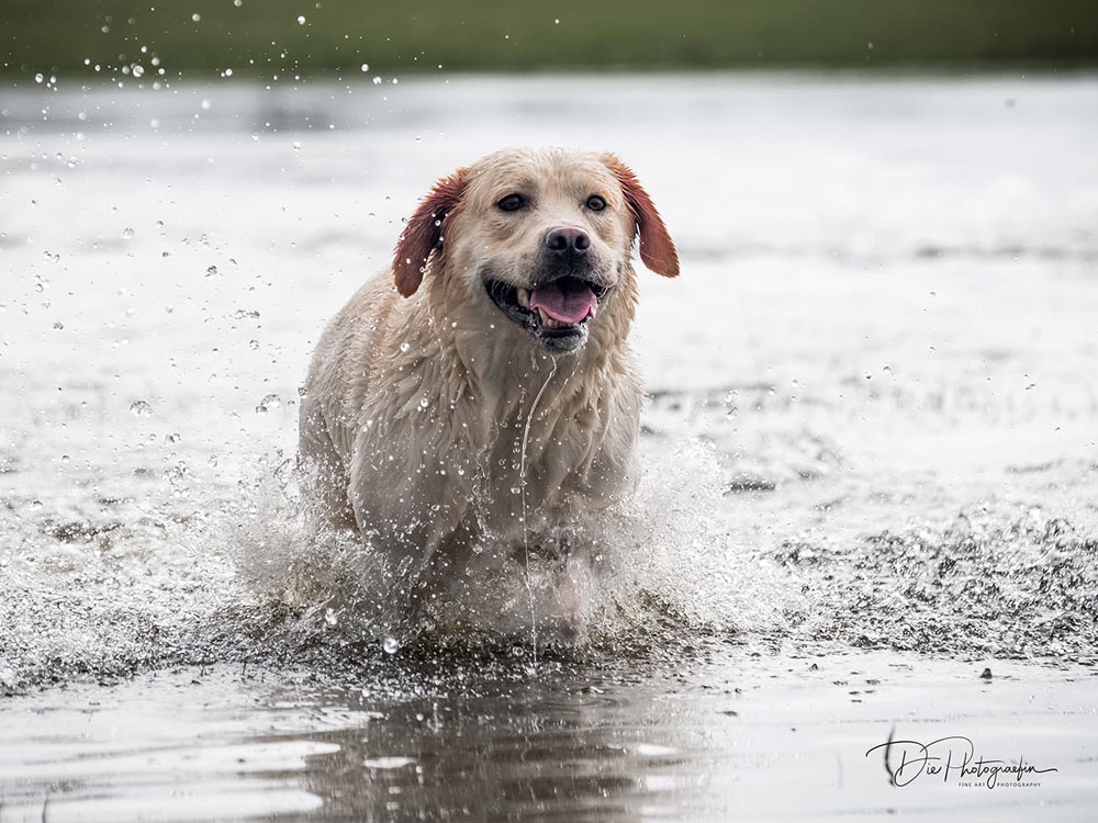 Tico013 Tico - Atticus for Loch Mor