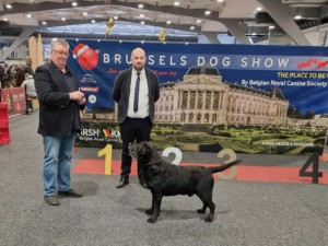 Brussels Dog Shows / Expo Brüssel / 10.-11.12.2022