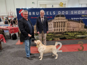 Brussels Dog Shows / Expo Brüssel / 10.-11.12.2022