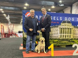 Brussels Dog Shows / Expo Brüssel / 10.-11.12.2022